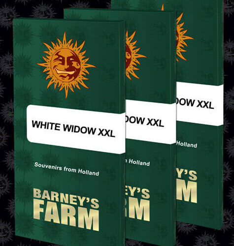 White Widow XXL Feminised Cannabis Seeds by Barney's Farm