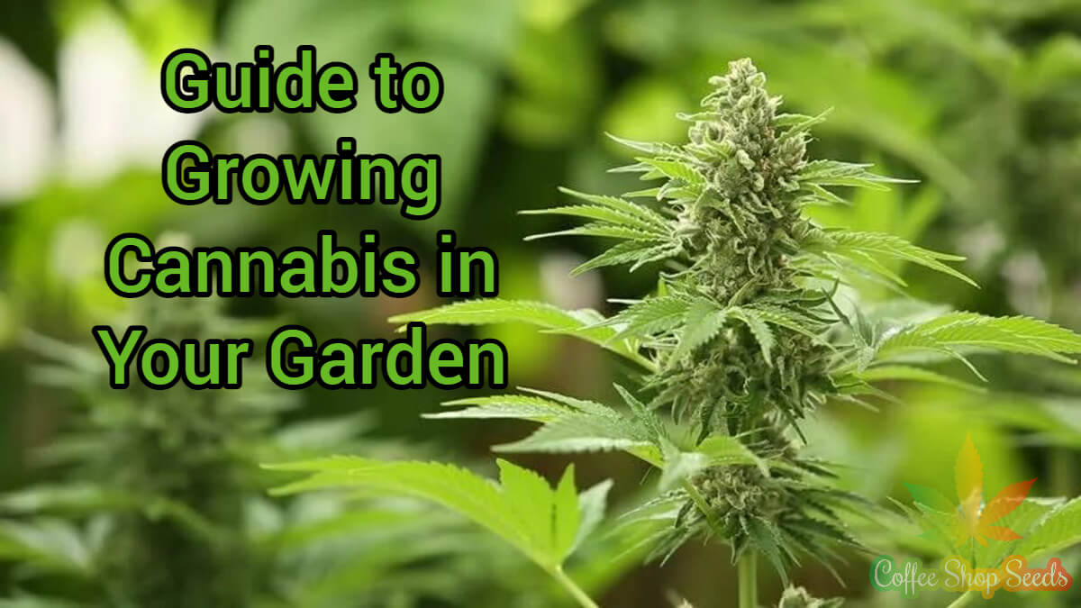 An Easy 6-Step Guide to Growing Cannabis in Your Garden