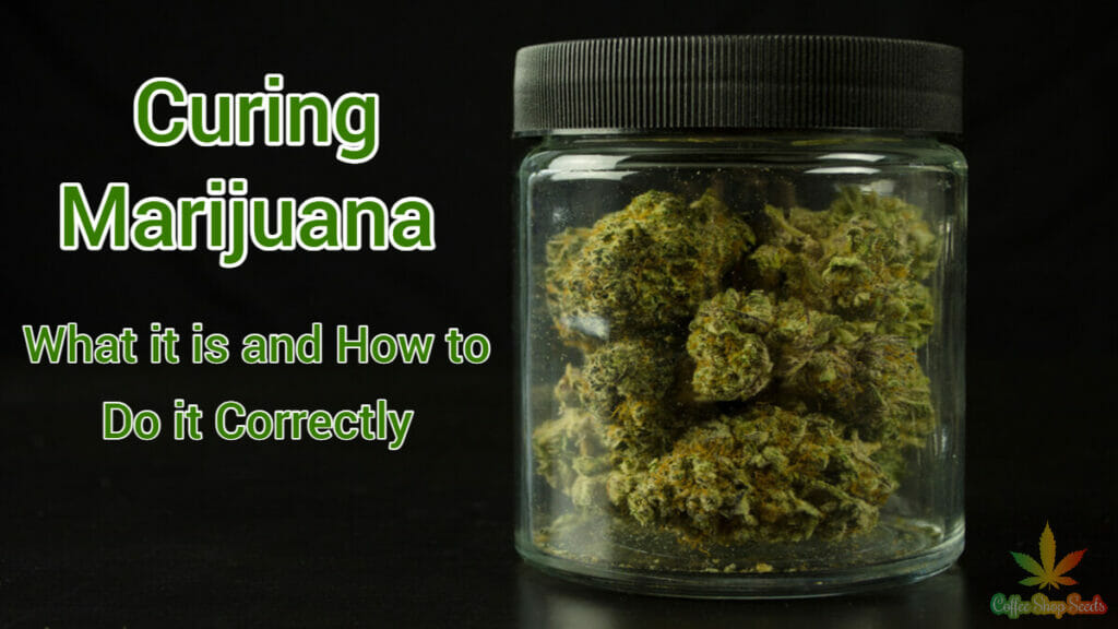 Curing Marijuana