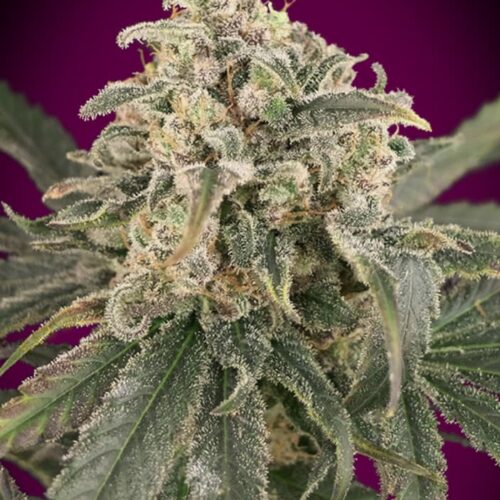 Amnesia XXL Auto Feminised Cannabis Seeds by Advanced Seeds