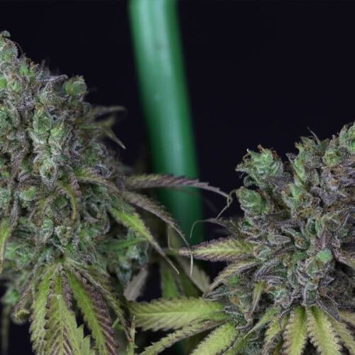 Cookies Chill CBD 2:1 Feminised Cannabis Seeds by Seedsman