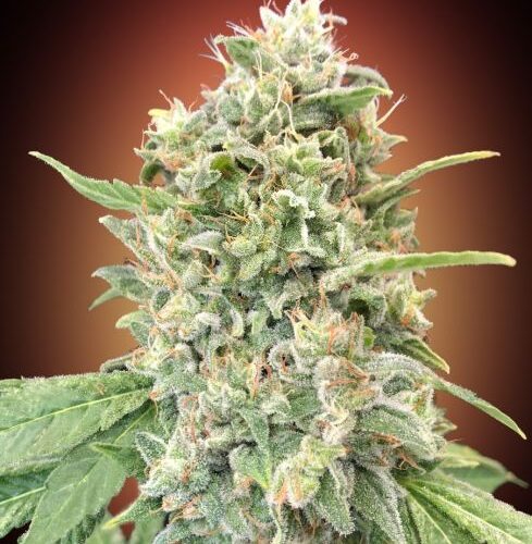 Strawberry Banana Feminised Cannabis Seeds by Advanced Seeds