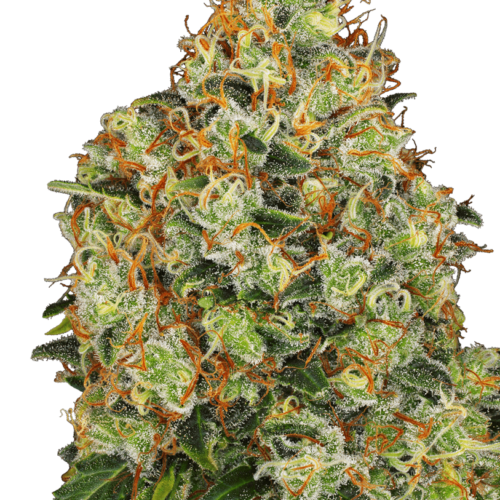 Sweet Tangerine Tango Auto Feminised Cannabis Seeds by White Label Seed Company