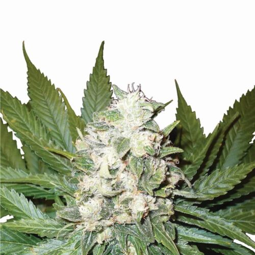 Wonder Woman Auto Feminised Cannabis Seeds by Nirvana