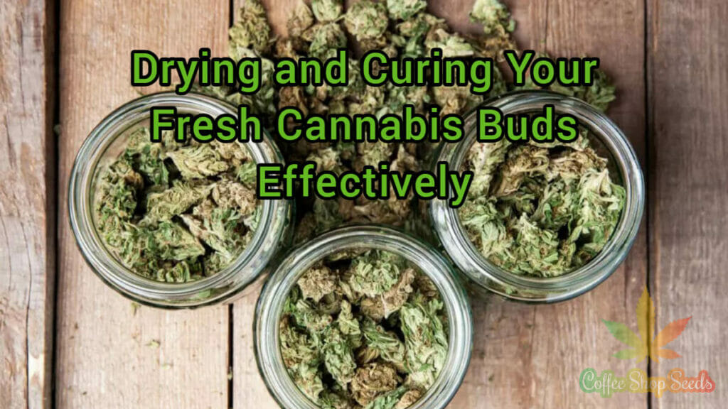 The Lowdown on Drying and Curing Your Fresh Cannabis Buds Effectively