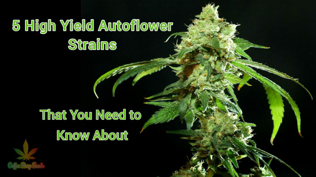 high yielding autoflowering cannabis strains