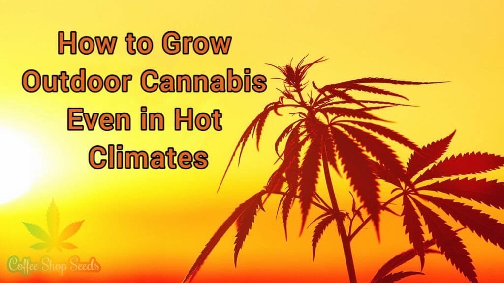 How to Grow Outdoor Cannabis Even in Hot Climates