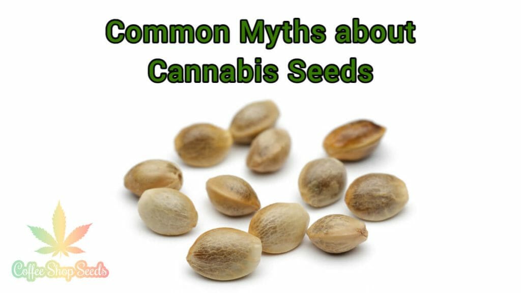 Common Myths about Cannabis Seeds