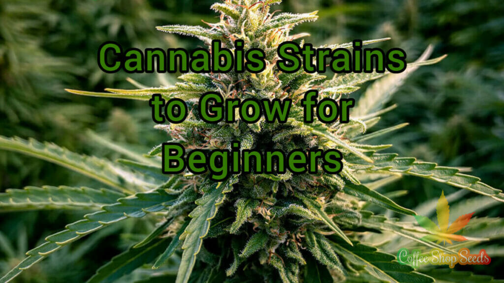 Cannabis Strains to Grow for Beginners