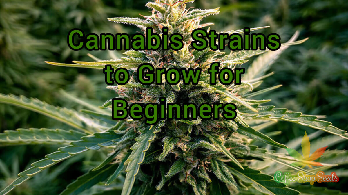 Cannabis Strains to Grow for Beginners