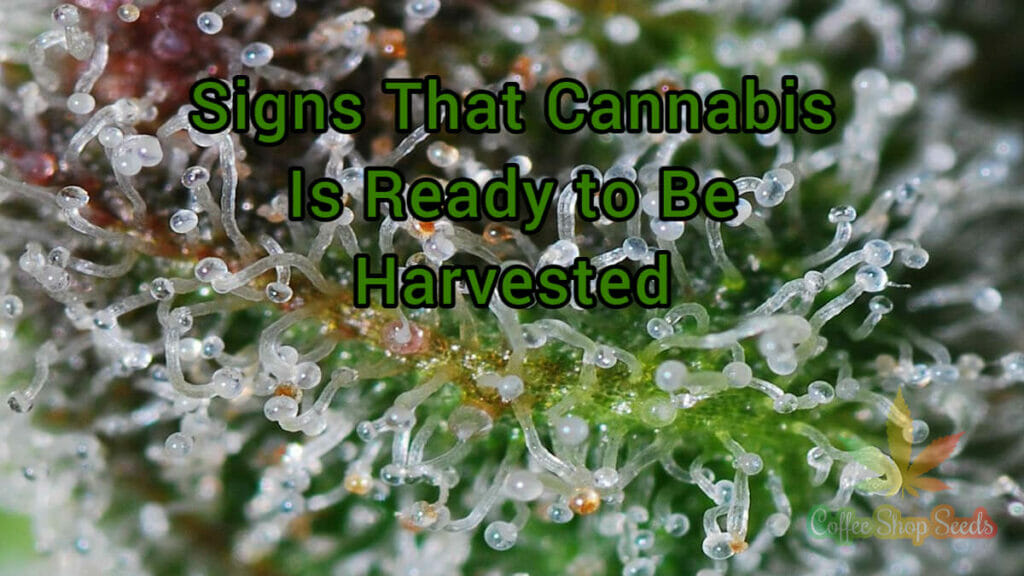 Signs That Cannabis Is Ready to Be Harvested