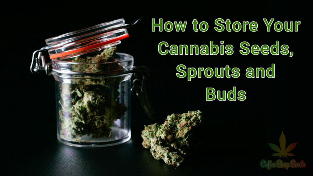 How to Properly Store Your Cannabis Seeds, Sprouts and Buds