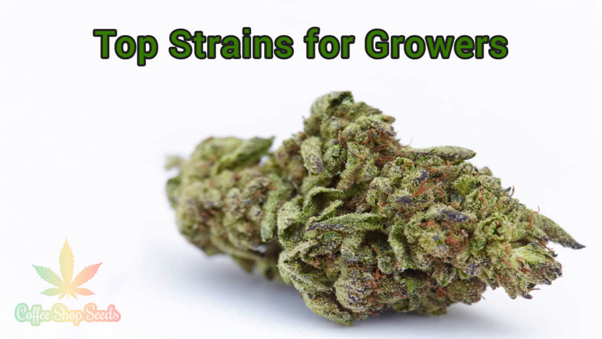 Top Strains for Growers