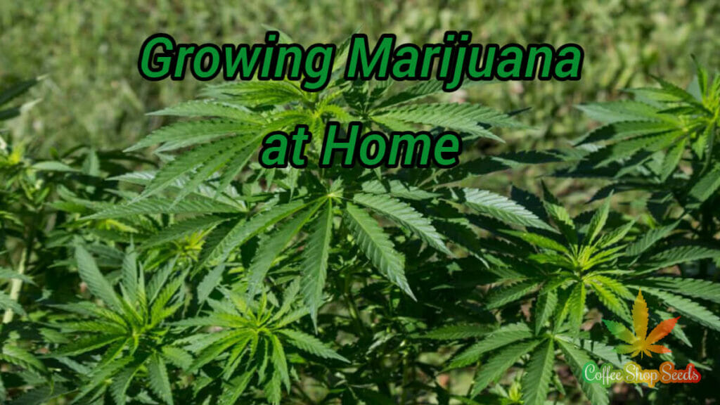 Growing Marijuana at Home