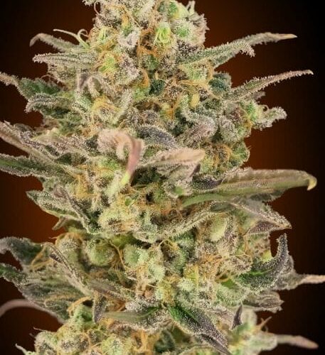 Somango Glue Feminised Cannabis Seeds by Advanced Seeds