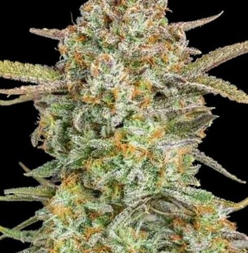 Bruce Banner XXL Auto Feminised Cannabis Seeds by Advanced Seeds