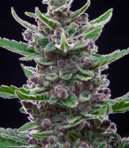 Tropicana Cookies Auto Feminised Cannabis Seeds by FastBuds