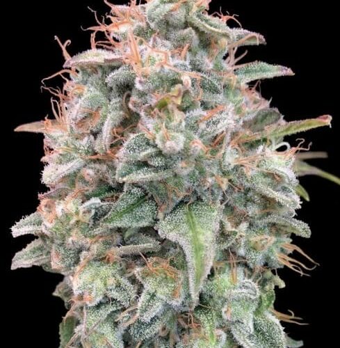 Banana Cookies Auto Feminised Cannabis Seeds by Advanced Seeds