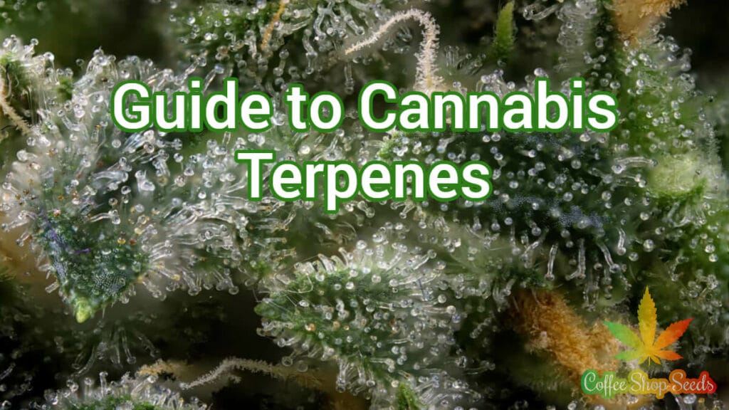 A Comprehensive Guide to Cannabis Terpenes