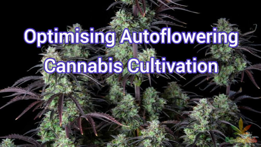 Optimising Autoflowering Cannabis Cultivation