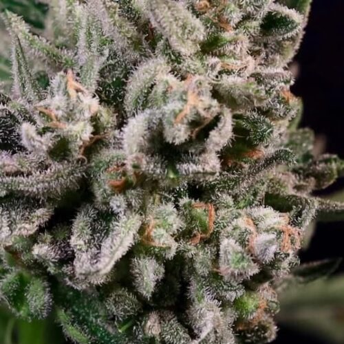 Peanut Butter Breath FAST Feminised Cannabis Seeds by Atlas Seed