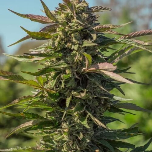 Snow Panda FAST Feminised Cannabis Seeds by Atlas Seed