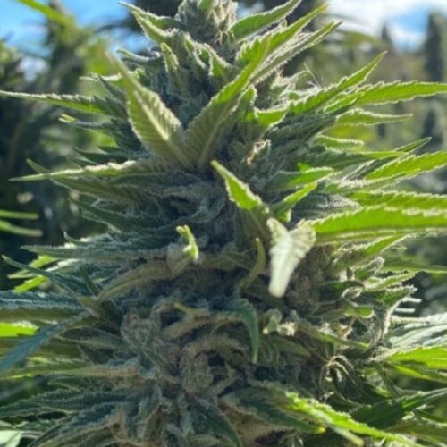 Wedding Cake Auto Feminised Cannabis Seeds by Atlas Seed