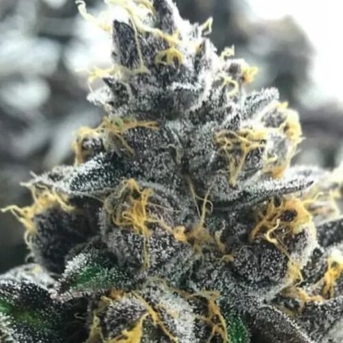 Divorce Cake Feminised Cannabis Seeds by Atlas Seed