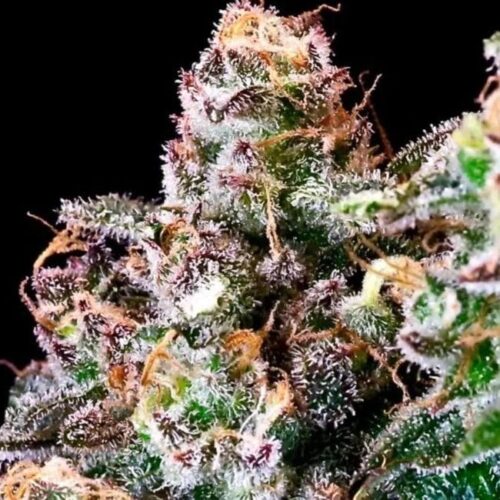 Purple Punch Feminised Cannabis Seeds by Atlas Seed