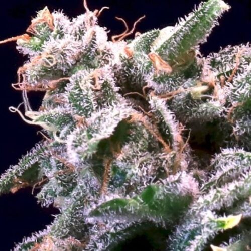 Banana Cream Jealousy Feminised Cannabis Seeds by Atlas Seed