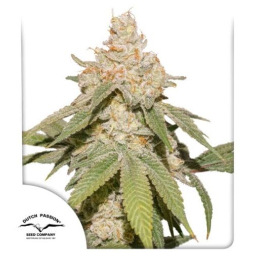 SFV OG Auto Feminised Cannabis Seeds by Dutch Passion