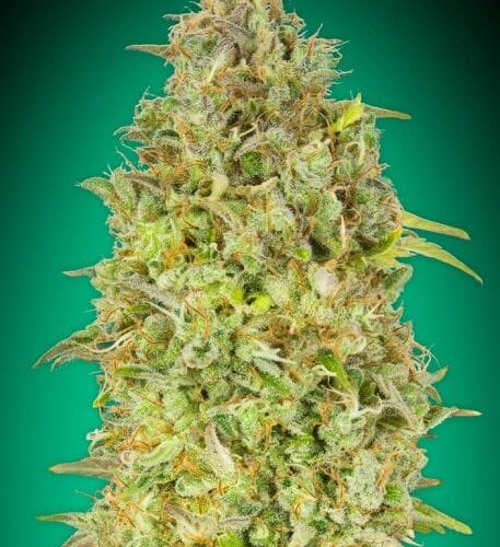 Skunk 47 Feminised Cannabis Seeds by Advanced Seeds