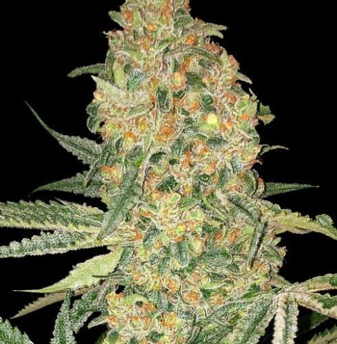 Bruce Banner Feminised Cannabis Seeds by Advanced Seeds