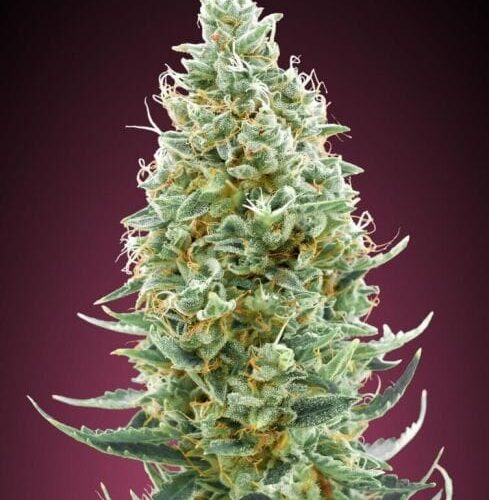 Amnesia FAST Feminised Cannabis Seeds by Advanced Seeds