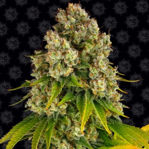 Cheese Auto Feminised Cannabis Seeds by Barney's Farm