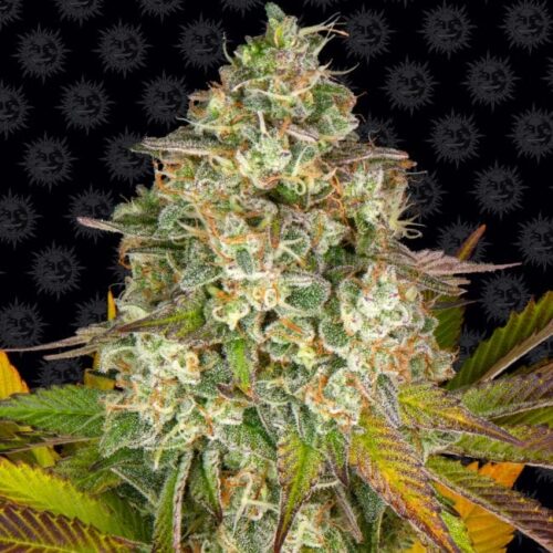 Cookies Kush Auto Feminised Cannabis Seeds by Barney's Farm