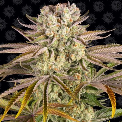 Pineapple Express Feminised Cannabis Seeds by Barney's Farm