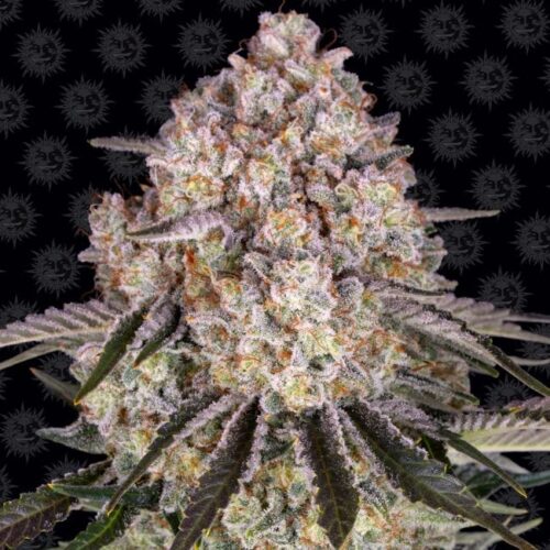 Sour Diesel Feminised Cannabis Seeds by Barney's Farm