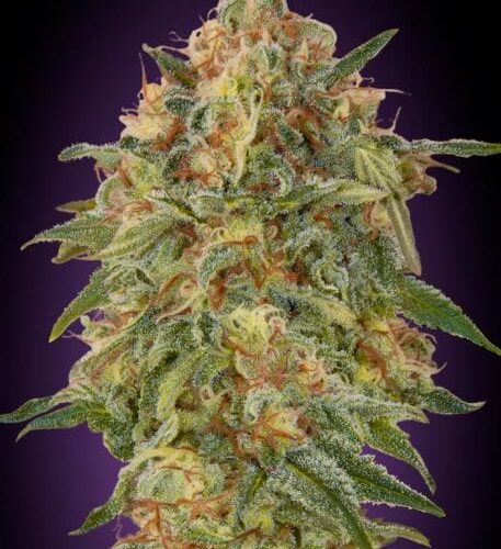 Zkittlez Feminised Cannabis Seeds by Advanced Seeds