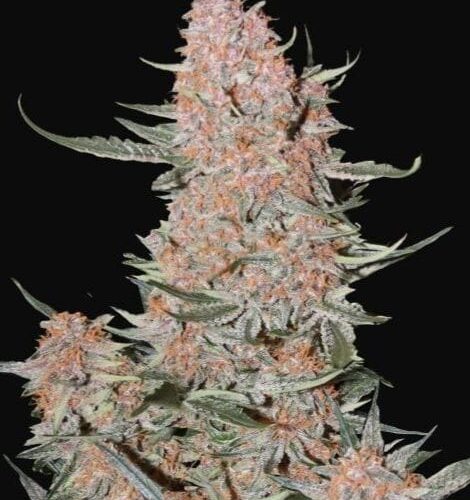 Ztrawberriez Auto Feminised Cannabis Seeds by FastBuds