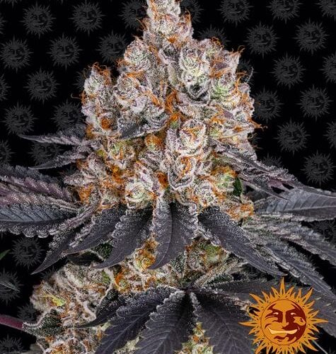 Gelato Feminised Cannabis Seeds by Barney's Farm