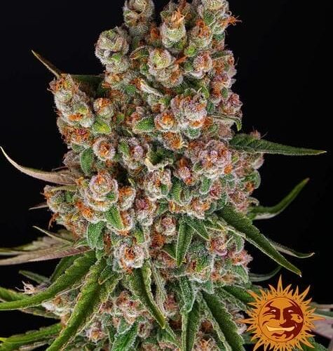 GMO Auto Feminised Cannabis Seeds by Barney's Farm