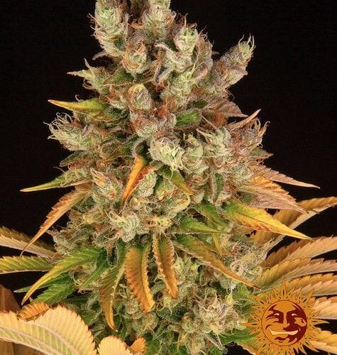 GMO Feminised Cannabis Seeds by Barney's Farm