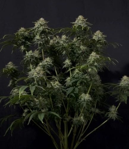 Gorilla Cookies FAST Feminised Cannabis Seeds by FastBuds