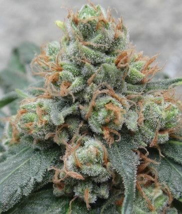 HashTonic Regular Cannabis Seeds by Ace Seeds