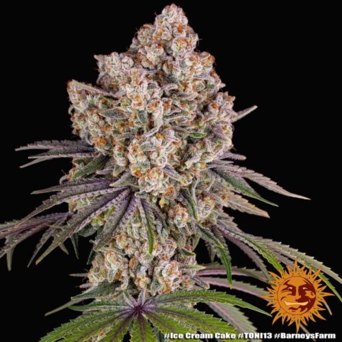 Ice Cream Cake Feminised Cannabis Seeds by Barney's Farm