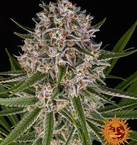 Lemon Haze Auto Feminised Cannabis Seeds by Barney's Farm