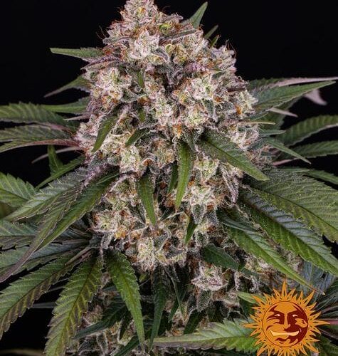 OG Kush Auto Feminised Cannabis Seeds by Barney's Farm