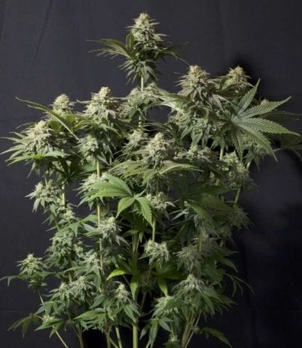 Orange Sherbet FAST Feminised Cannabis Seeds by FastBuds