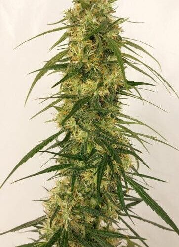 Panama A5 Haze Feminised Cannabis Seeds by Ace Seeds